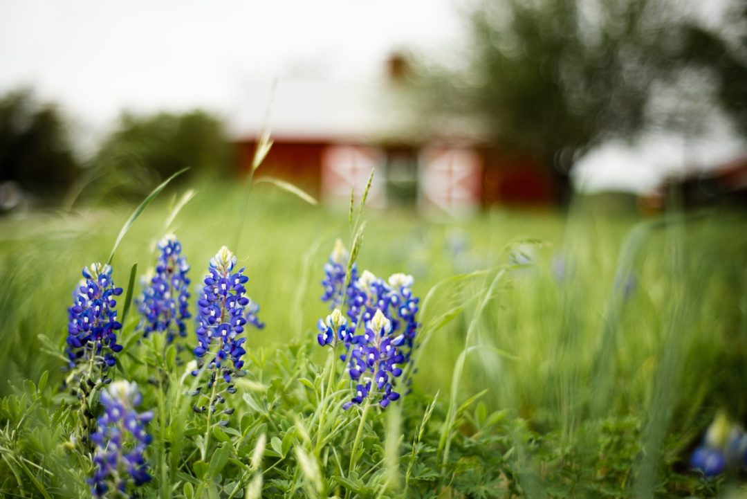 Bluebonnets