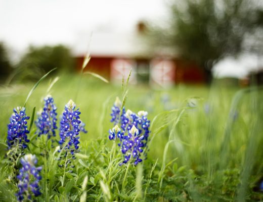 Bluebonnets